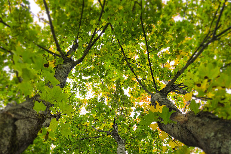 NHH Covid-19 Information