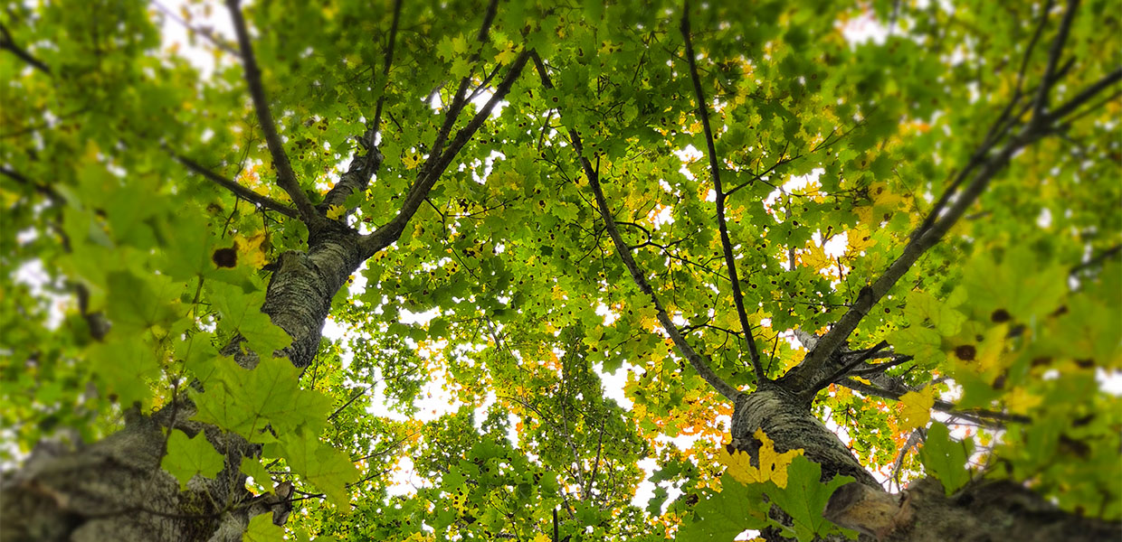 a canopy of maple trees with green leaves seen from below